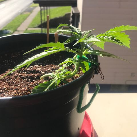 Amnesia Haze Auto growlog timeline photo