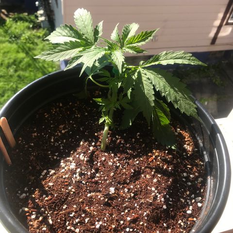 Amnesia Haze Auto growlog timeline photo