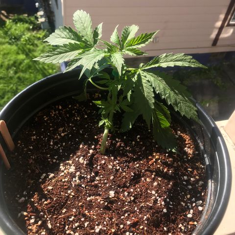Amnesia Haze Auto growlog timeline photo
