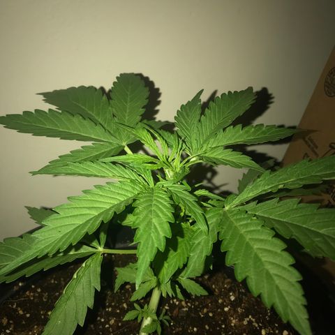 Amnesia Haze Auto growlog timeline photo