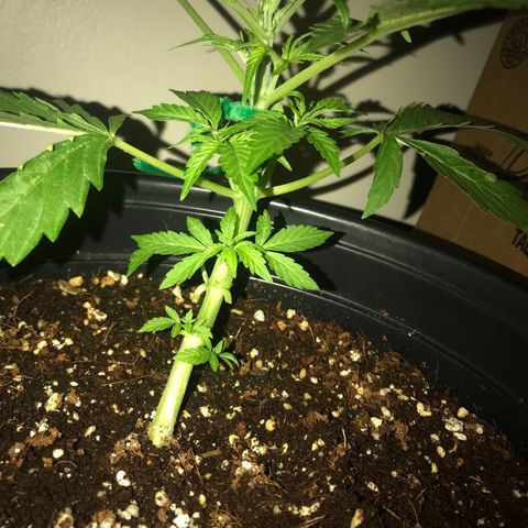Amnesia Haze Auto growlog timeline photo