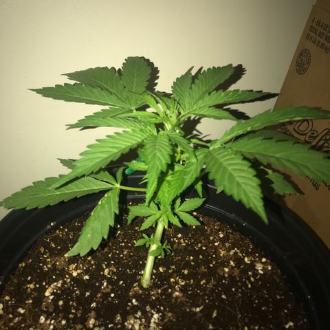Amnesia Haze Auto growlog timeline photo