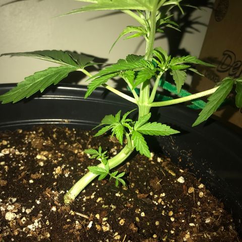 Amnesia Haze Auto growlog timeline photo