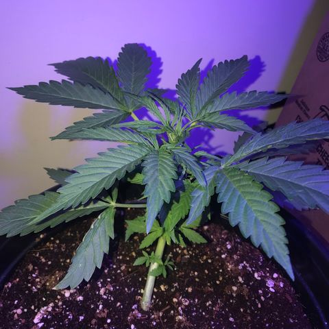 Amnesia Haze Auto growlog timeline photo