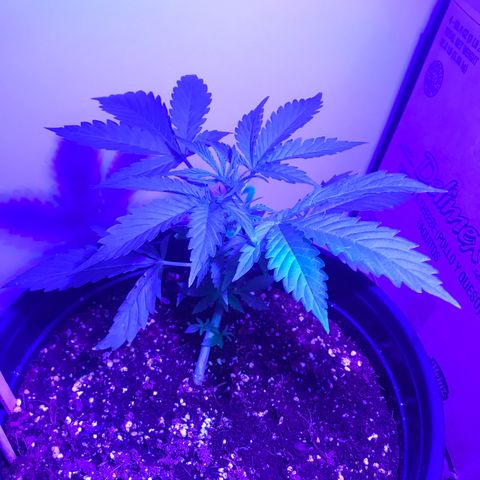 Amnesia Haze Auto growlog timeline photo