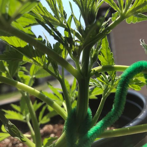 Amnesia Haze Auto growlog photo: Flower or preflower🤷‍♂️