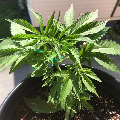 Amnesia Haze Auto growlog photo: Flower or preflower🤷‍♂️