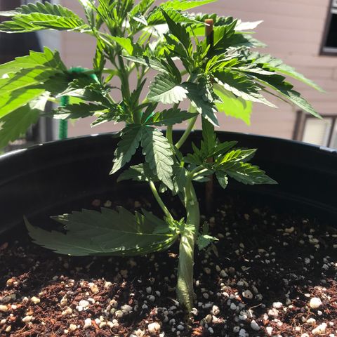 Amnesia Haze Auto growlog photo: Flower or preflower🤷‍♂️