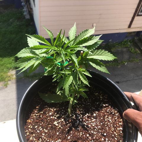 Amnesia Haze Auto growlog photo: Flower or preflower🤷‍♂️