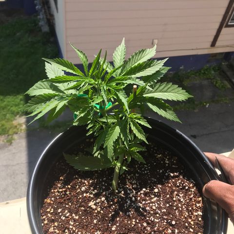 Amnesia Haze Auto growlog photo: Flower or preflower🤷‍♂️