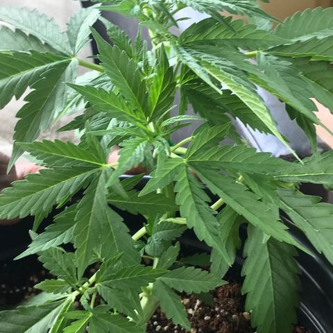 Amnesia Haze Auto growlog timeline photo