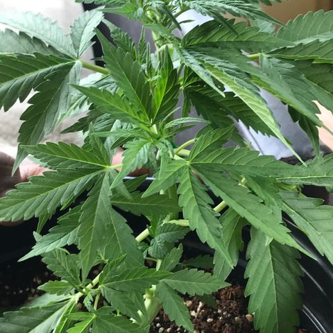 Amnesia Haze Auto growlog timeline photo
