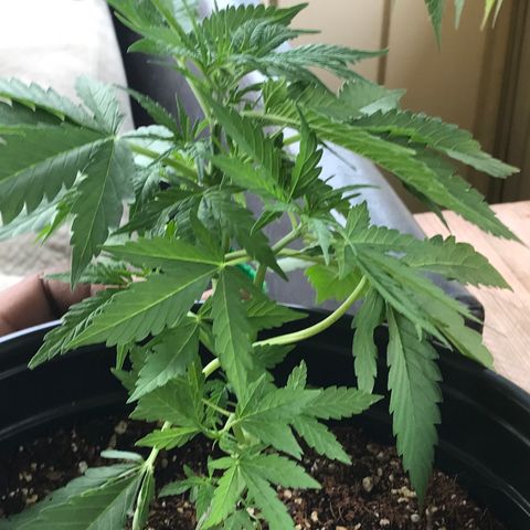 Amnesia Haze Auto growlog timeline photo
