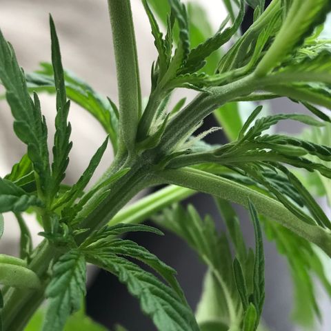 Amnesia Haze Auto growlog timeline photo
