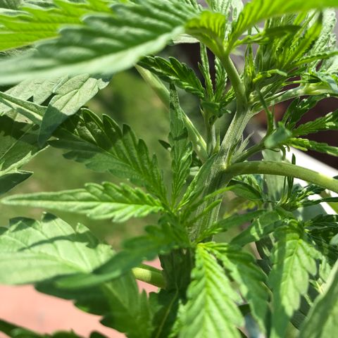 Amnesia Haze Auto growlog timeline photo