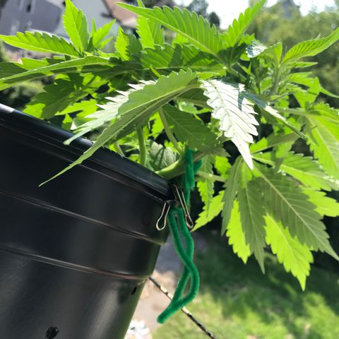 Amnesia Haze Auto growlog timeline photo