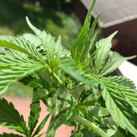 Amnesia Haze Auto growlog timeline photo