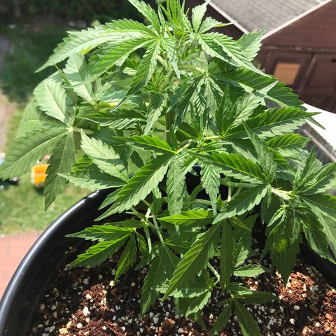 Amnesia Haze Auto growlog timeline photo