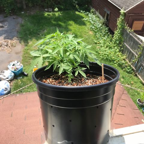 Amnesia Haze Auto growlog timeline photo