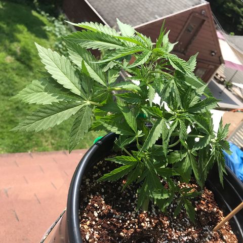 Amnesia Haze Auto growlog timeline photo
