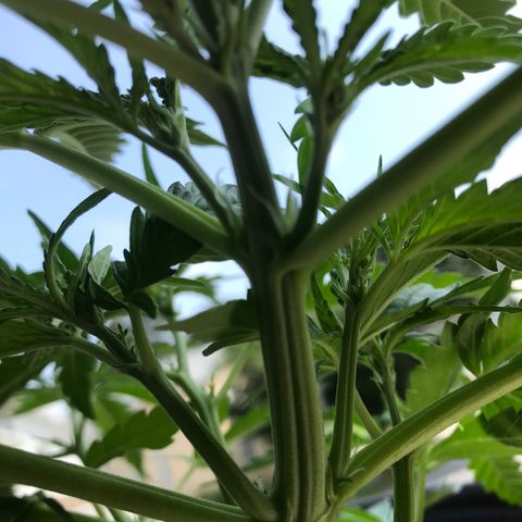 Amnesia Haze Auto growlog timeline photo