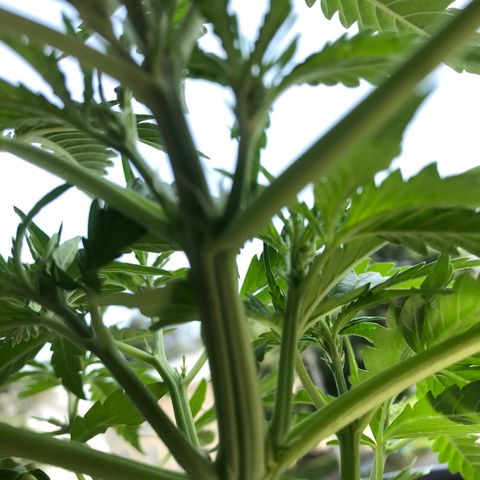 Amnesia Haze Auto growlog timeline photo