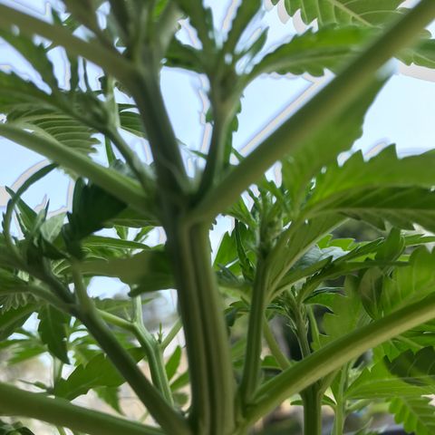 Amnesia Haze Auto growlog timeline photo