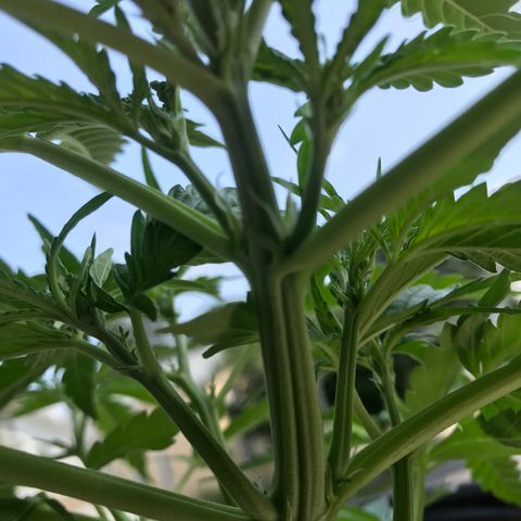 Amnesia Haze Auto growlog timeline photo