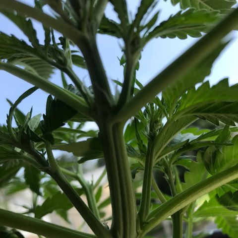 Amnesia Haze Auto growlog timeline photo