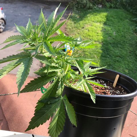 Amnesia Haze Auto growlog timeline photo