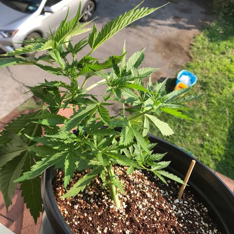 Amnesia Haze Auto growlog timeline photo