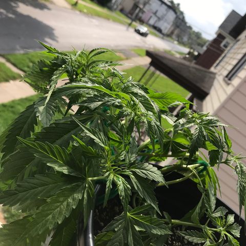 Amnesia Haze Auto growlog timeline photo