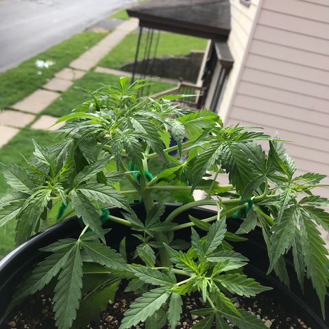 Amnesia Haze Auto growlog timeline photo