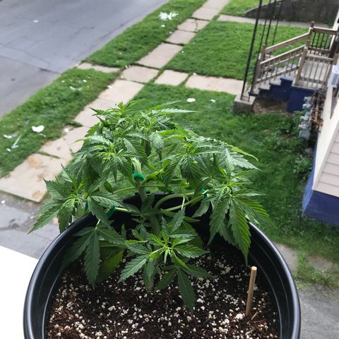 Amnesia Haze Auto growlog timeline photo