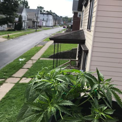 Amnesia Haze Auto growlog timeline photo