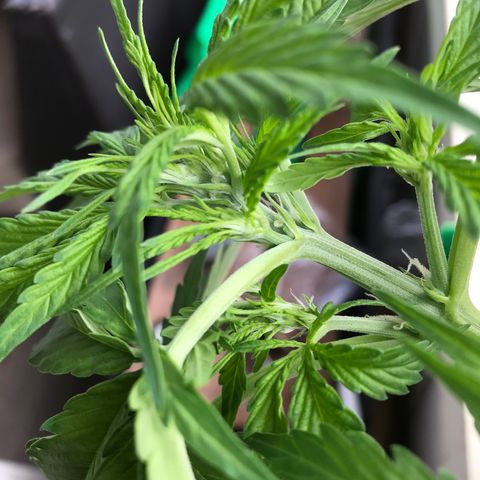 Amnesia Haze Auto growlog timeline photo