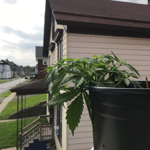 Amnesia Haze Auto growlog timeline photo
