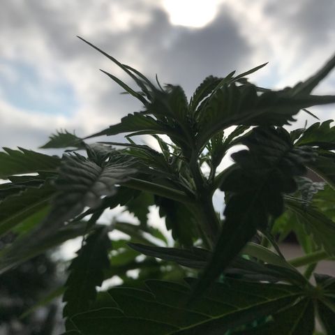 Amnesia Haze Auto growlog timeline photo