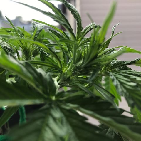 Amnesia Haze Auto growlog timeline photo
