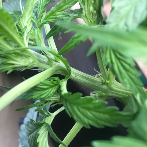 Amnesia Haze Auto growlog timeline photo