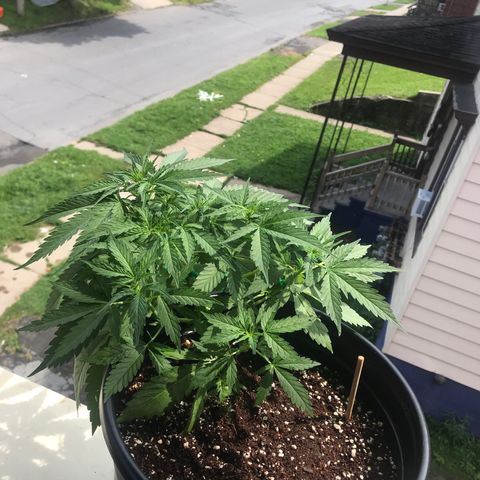 Amnesia Haze Auto growlog timeline photo