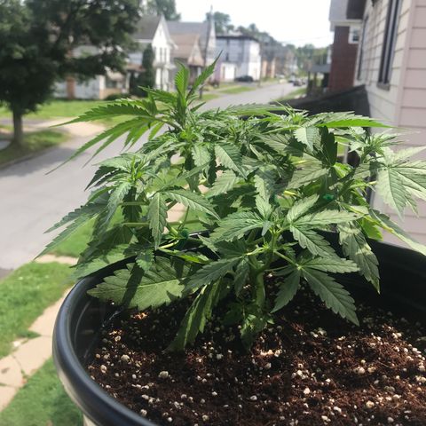 Amnesia Haze Auto growlog timeline photo