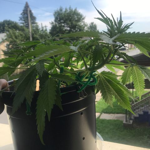 Amnesia Haze Auto growlog timeline photo
