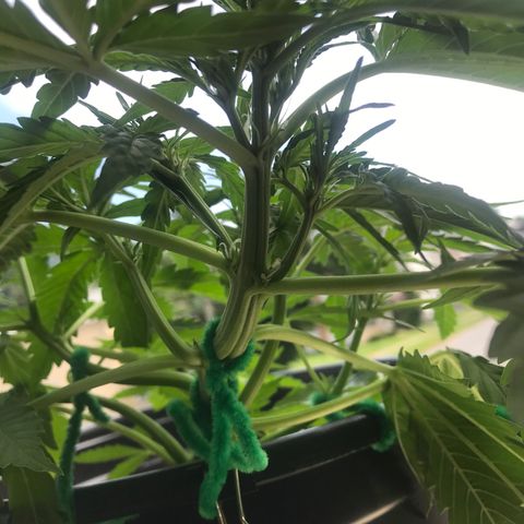 Amnesia Haze Auto growlog timeline photo