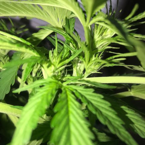 Amnesia Haze Auto growlog timeline photo