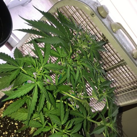 Amnesia Haze Auto growlog timeline photo
