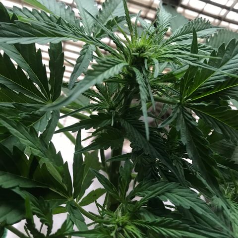 Amnesia Haze Auto growlog timeline photo