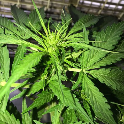 Amnesia Haze Auto growlog timeline photo