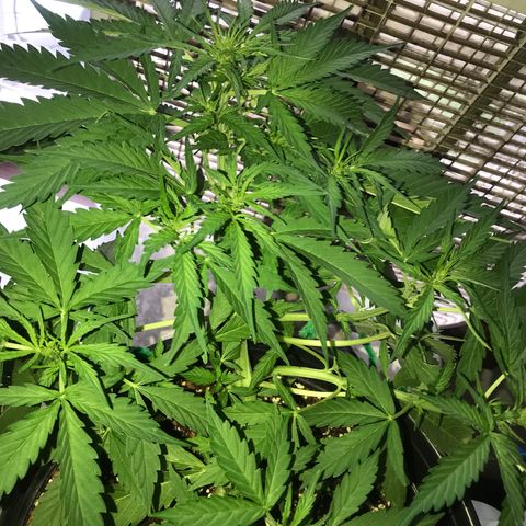 Amnesia Haze Auto growlog timeline photo