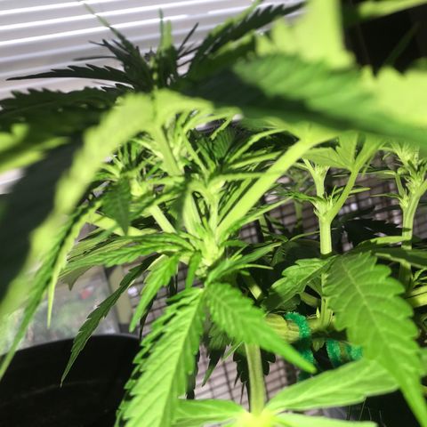 Amnesia Haze Auto growlog timeline photo